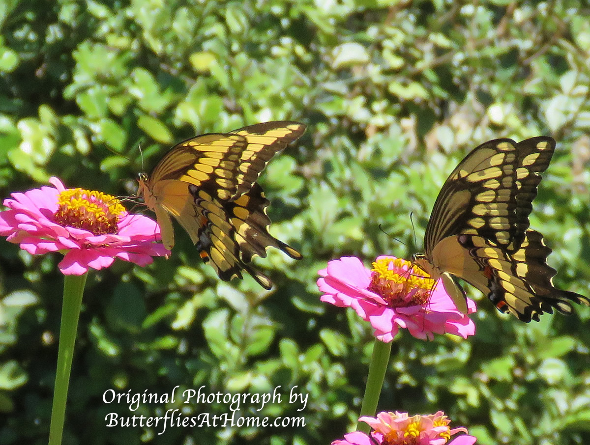A pair of Giant Swallowtail Butterflies feeding on Zinnias
